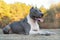 Beautiful dog portrait blue american staffordshire terrier amstaff stafford pit bull puppy walking outdoor in autumn forest