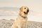 Beautiful dog portrait labrador standing happy at the beach.