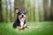 Beautiful dog portrait in the middle of the forrest in spring