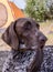 Beautiful dog. Portreit. German short haired pointer.