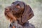 Beautiful dog. Portreit. German wirehaired pointer. Drathaar.