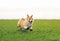 Beautiful dog puppy Corgi runs fast on green grass in spring glade with green young grass funny opening his mouth and throwing