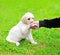 Beautiful dog puppy Labrador Retriever gives the paw owner