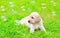 Beautiful dog puppy Labrador Retriever with soap bubbles is lying on grass