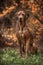 Beautiful dog rhodesian ridgeback hound outdoors