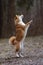 A beautiful dog of the Shiba Inu breed stands on its hind legs.