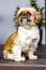 Beautiful Dog - Shih Tzu