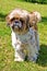 Beautiful Dog - Shih Tzu