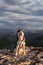 A beautiful dog of the Siberian Husky breed sits on a rock high in the mountains at sunset. Free life concept