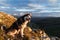 A beautiful dog of the Siberian Husky breed sits on a rock high in the mountains at sunset. Free life concept