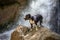 A beautiful dog sits in front of a waterfall. Black and white dog. American Staffordshire Terrier.