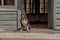 A beautiful dog sits on the porch of an abandoned house. American Staffordshire Terrier. Warm tones.