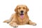 Beautiful dog sitting down - isolated over a white background