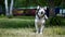 A beautiful dog sitting on the grass, Husky