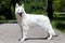 Beautiful dog of snowy white color of big white swiss shepherd breed. Happy smiling look, standing in stacking in green park.