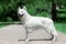 Beautiful dog of snowy white color of big white swiss shepherd breed. Happy smiling look, standing in stacking in green park.