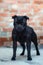 Beautiful dog of Staffordshire Bull Terrier breed, black color, serious face, expressive proud look, strong muscular body, standin