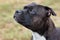 Beautiful dog of Staffordshire Bull Terrier breed, dark tiger color with melancholy look, close up portrait of cuty dog female.