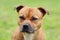 Beautiful dog of Staffordshire Bull Terrier breed, of ginger color with melancholy look, close up portrait of cuty dog female.