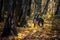 A beautiful dog stands in the rays of light in the autumn forest. American Staffordshire Terrier.