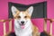Beautiful dog welsh pembroke corgi sits on a directorâ€™s armchair on a pink background