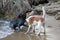 Beautiful dogs Beagle and Drahthaar running on the beach