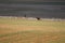 Beautiful dogs hunting hare with Spanish in the fields extensive plains