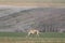 Beautiful dogs hunting hare with Spanish in the fields extensive plains