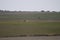 Beautiful dogs hunting hare with Spanish in the fields extensive plains