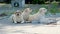 Beautiful dogs lies in stylish sunglasses. Friendly pet animal posing in glasses