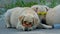 Beautiful dogs lies in stylish sunglasses. Friendly pet animal posing in glasses