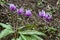 Beautiful dogtooth violet flowers that signal the arrival of spring.