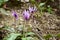 Beautiful dogtooth violet flowers that signal the arrival of spring.