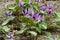 Beautiful dogtooth violet flowers that signal the arrival of spring.