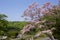 Beautiful dogwood flower