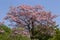 Beautiful dogwood flower