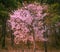 Beautiful dogwood flowers in early spring.