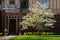 Beautiful dogwood tree in full bloom in sunshine in front of entrance to Tudor style home in shade behind