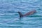 Beautiful dolphin swims in the sea of Rockingham, Western Australia