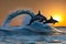 Beautiful dolphins diving and leaping out of the ocean during stunning sunset