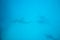 Beautiful dolphins floating under the sea water background