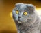 Beautiful Domestic Blue and Gray British Scottish Fold Short Hair Yellow Eyes Cat. Close Up, Horizontal, Selective Focus.
