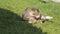 Beautiful domestic cat washing her fur, lick and relax in green grass in summer day