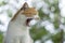 Beautiful domestic cat yelling, closeup. Nature background. Open mouth