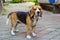 Beautiful domestic dog beagle, indoor pet for a walk, beautiful show dog