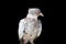 A beautiful domestic female pigeon standing on an isolated black background close up