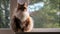 A beautiful domestic ginger cat sits on the windowsill in the backlight