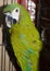 Beautiful domestic green parrot Ara with white cheeks