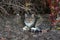 Beautiful domestic grey cat with black stripes laying on ground with plants in background