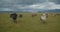 Beautiful domestic horses walking towards camera